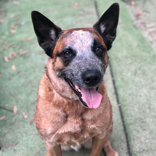 Austin *Application Pending*