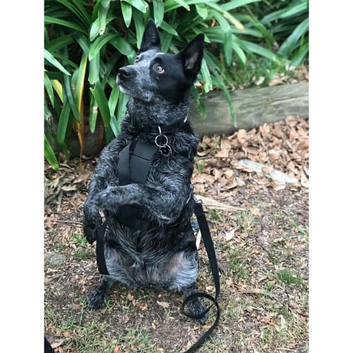 Maddie ~ 7yo Blue Cattledog (On Trial 12/6/20)