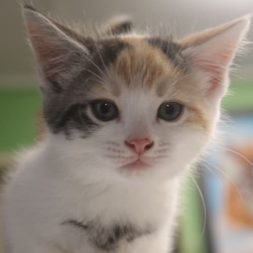 Coco