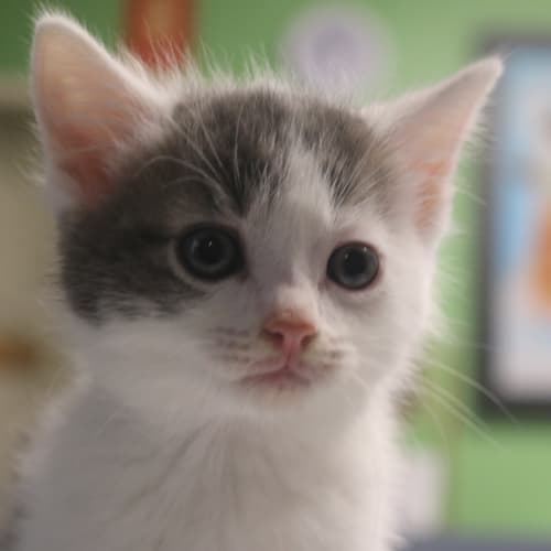 Charlie