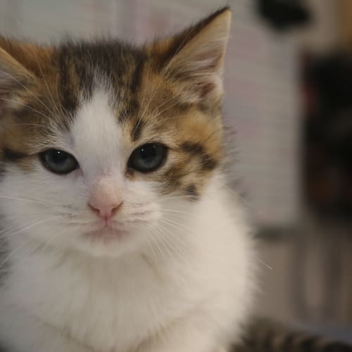 Dewey