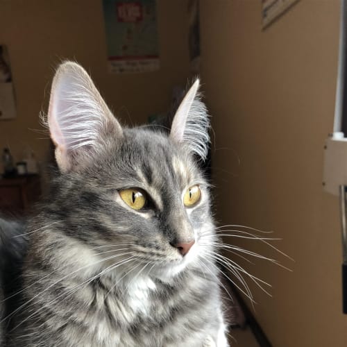 Kira