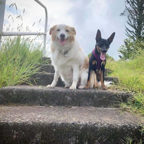 Beau ~ 7mo Kelpie x Cattle (On Trial 30/05/20)