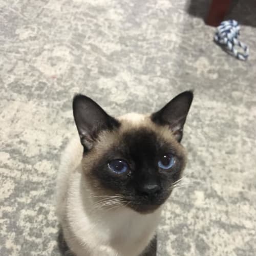 Gus 