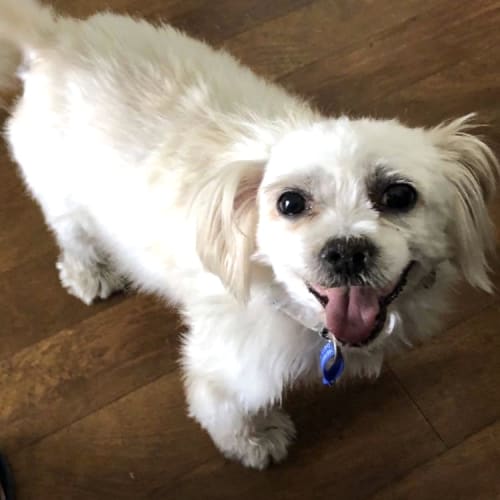Sugar ~ 9yo Shih-Tzu x Maltese (On Trial 7/6/20)