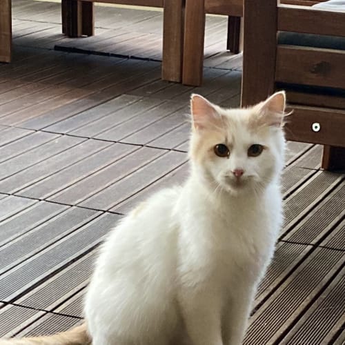 Basil
