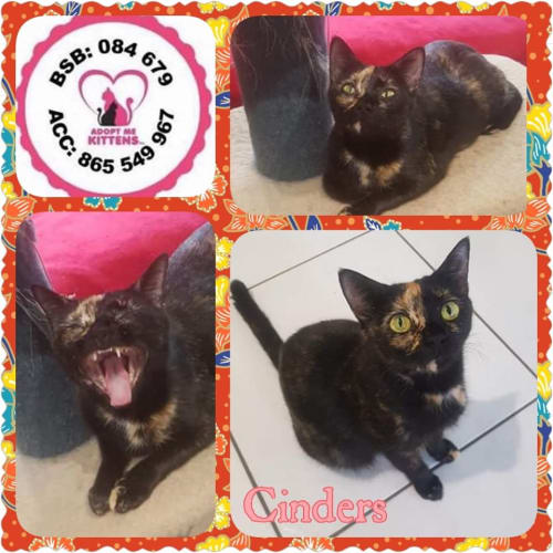 Adopt Me Kittens Petrescue