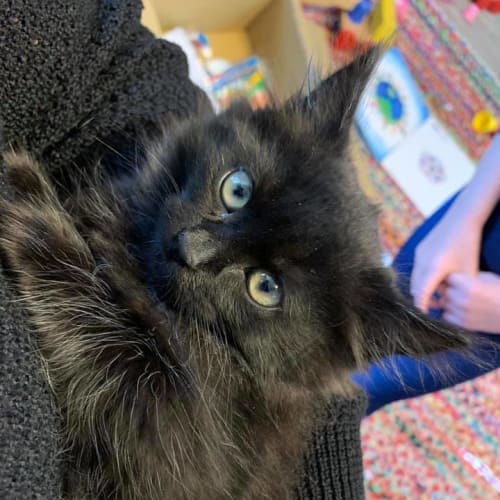 Cleo 