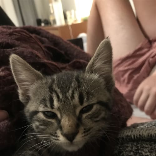 Maggie