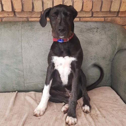 Kova ~ 8mo Wolfhound x puppy (On trial 12/6/20)