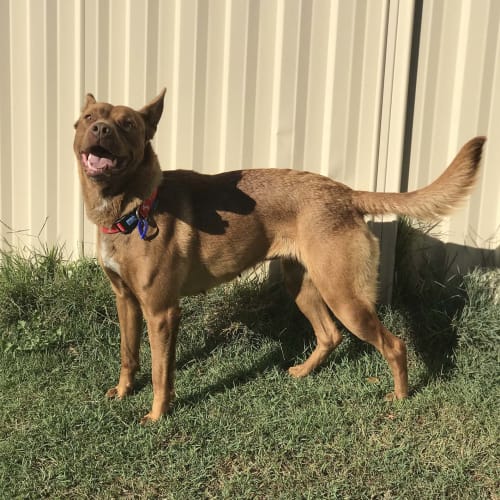 Rosie ~ 2yo Kelpie x Bulldog (On Trial 10/07/20)