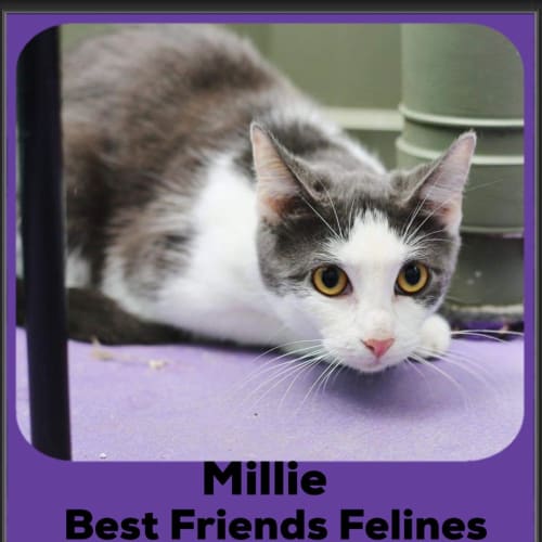 Millie 