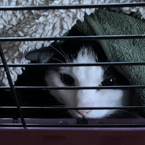 Junior - Located in Eltham