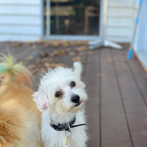 Marshmallow