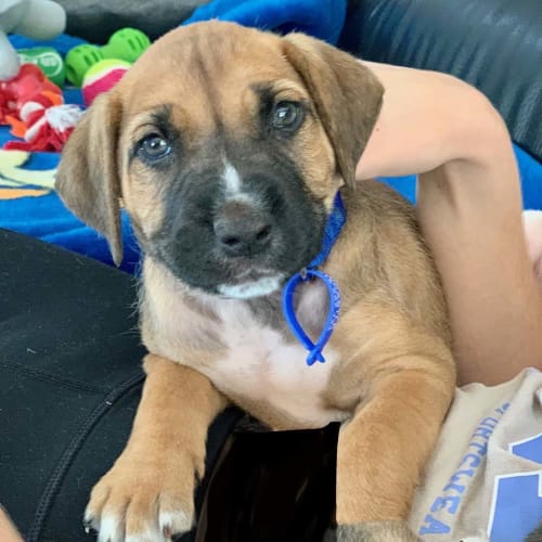 Jed ~ sweet Bull Arab x puppy (On trial 9/6/20)
