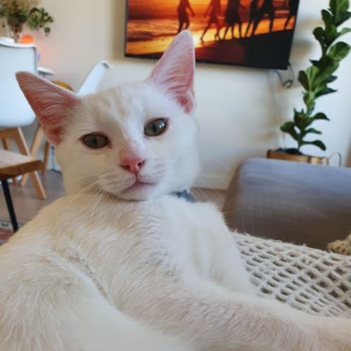 Sylvio
