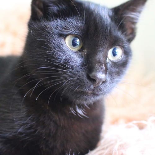 Scarlett ~ 3mo black kitten (On hold 8/6/20)