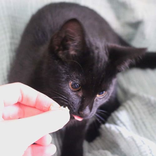 Indigo ~ 3mo black kitten (on trial 4/6/20)
