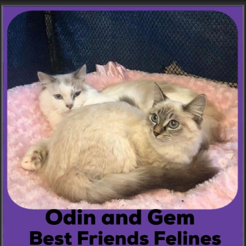 Odin and Gem 