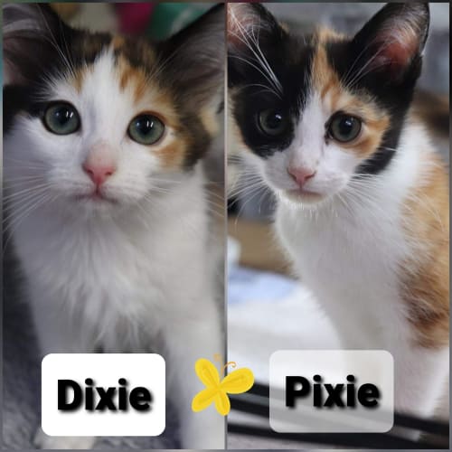 Dixie & Pixie
