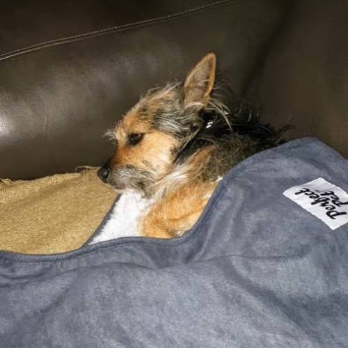 Roxy ~ sweet 6yo Terrier x (On Trial 7/6/20)
