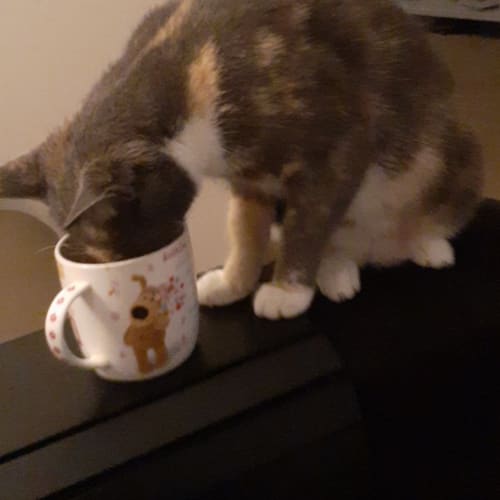 Mia