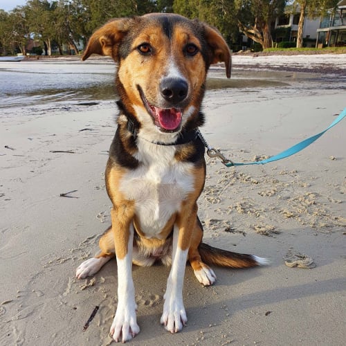 Reba ~ 1yo Kelpie x Beagle (On Trial 9/6/20)