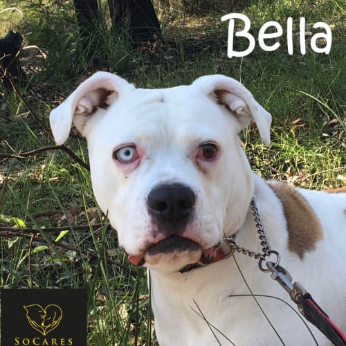 Bella