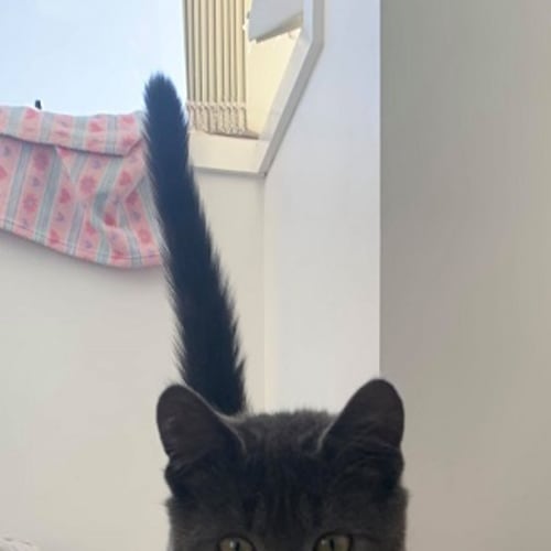 Arlo