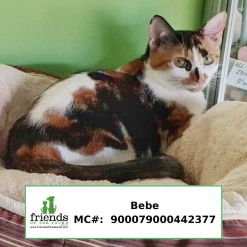 Bebe