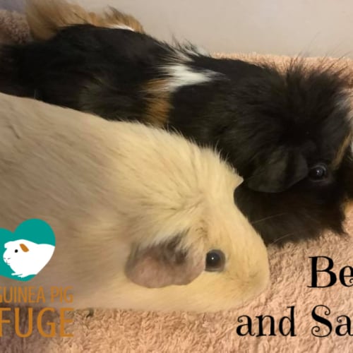 Bella and Sami (unsuitable for children under 12)