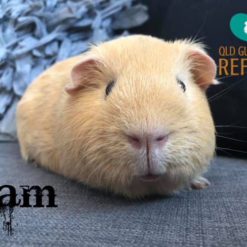 Sam