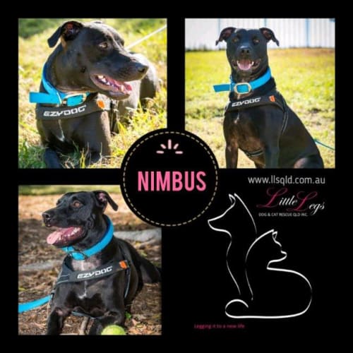 Nimbus
