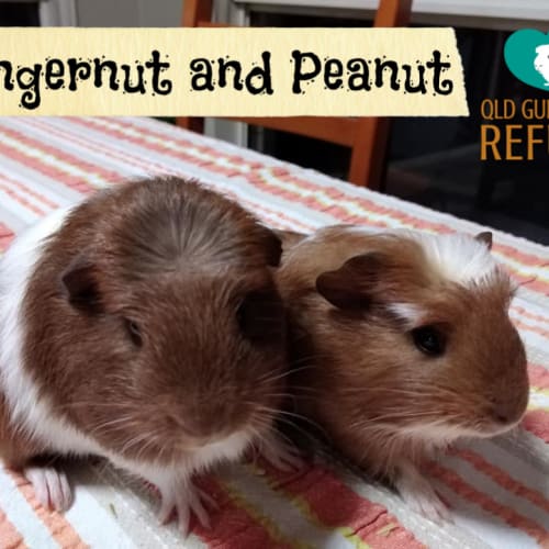 Gingernut and Peanut (unsuitable for children)