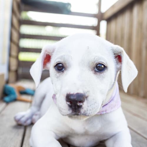 Lily ~ beautiful Staffy x lab pup (On trial 8/6/20