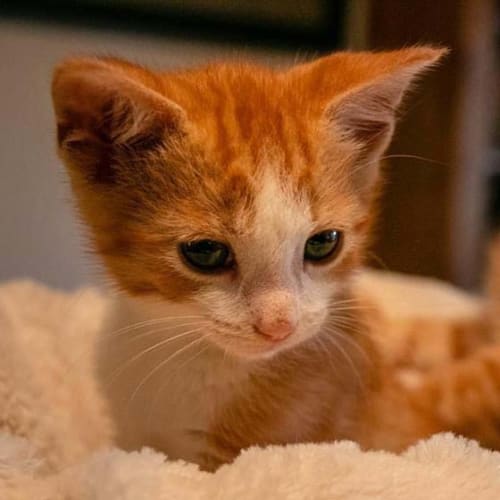 Cupcake ~ Ginger kitten (evaluating enquires)