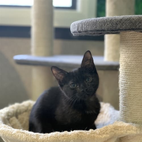 Artemis