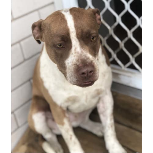 Chase ~ sweet 2yo English Staffy (On Trial 13/6/20