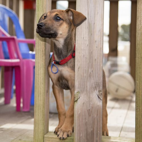 Mabel ~ KooliexGermanShepherd pup(On Trial 15/6/20