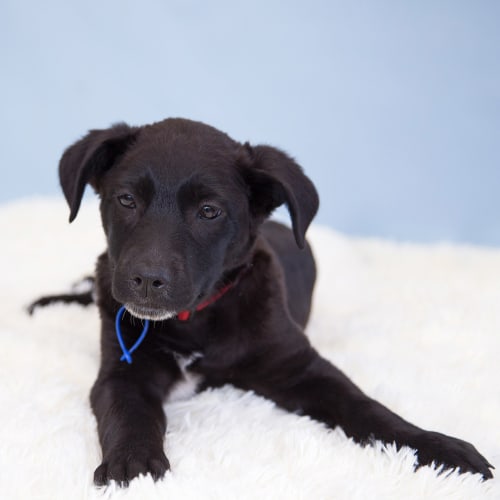 Raven ~ Koolie x German Shepherd (On trial 10/6/20