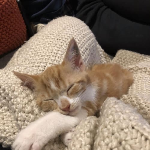 Hamish 