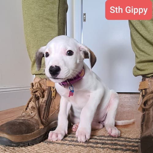 Sth Gippy