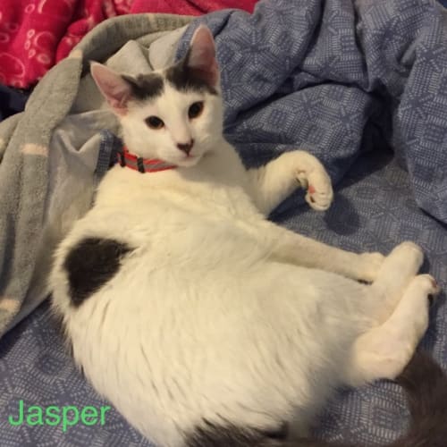 Jasper