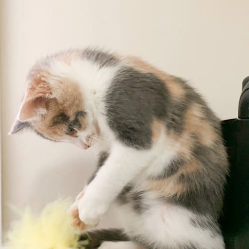 Perry & Paisley ~ cute duo! (On trial 9/6/20)