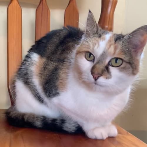 Ella