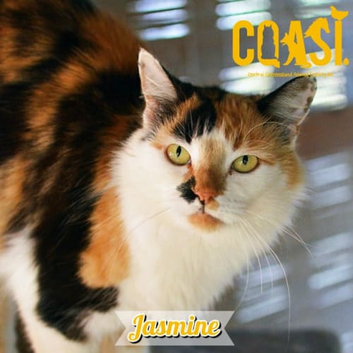 Jasmine