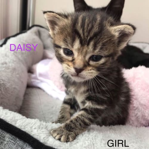 Daisy