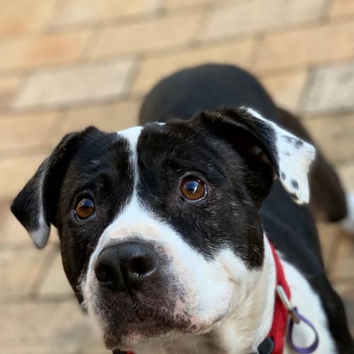 Rocky (Rockstar) 🦖