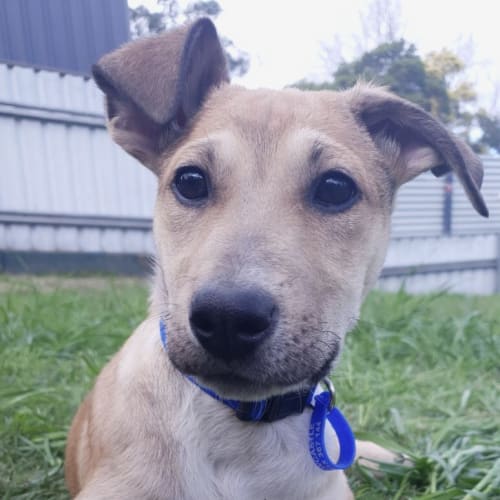  Saké ~ Koolie x pup ~ On Trial 13/7/20