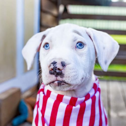 Athena ~ Bull Arab x puppy (On Trial 27/6/20)